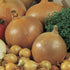 135-Day Bulbs, Pack 200 Park Seed Candy Hybrid Onion Seeds Day-Neutral Yellow Variety, Early and Flavorful Maturity