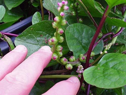 Malabar Spinach (100 Mixed - Homegrown in The USA - Fresh Seeds - Both Varieties - RED & Green Blend - Vine Spinach