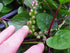 Malabar Spinach (100 Mixed - Homegrown in The USA - Fresh Seeds - Both Varieties - RED & Green Blend - Vine Spinach