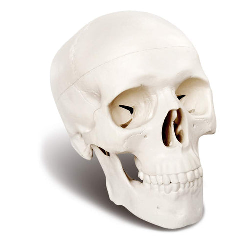 Mini Human Skull Model, 3 Parts Palm-Sized Anatomy Skull with Removable Cap & Full Set Teeth, Fun Halloween Decor