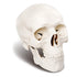 Mini Human Skull Model, 3 Parts Palm-Sized Anatomy Skull with Removable Cap & Full Set Teeth, Fun Halloween Decor