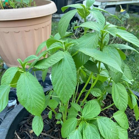 The Rike 4000 Egyptian Spinach Seeds, Corchorus Olitorius Molokhia, Ewedu, Jute, Saluyot Seeds