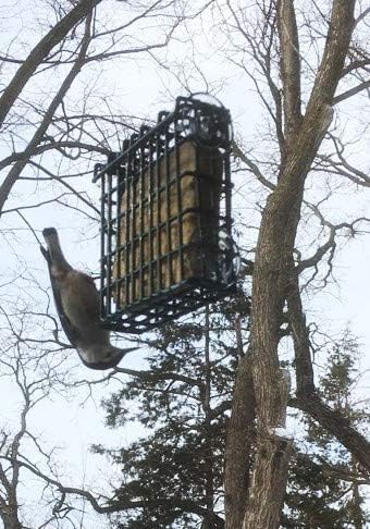 Wildlife Sciences Window Suet Feeder Cage Combo for Wild Birds - Includes 1 Feeder & 11oz Suet Cake