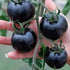 Fertile Ukraine Seeds Seeds Rare Tomato Indigo Rose American Blue Medium Vegetable for Planting Heirloom Non GMO