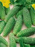 CEMEHA SEEDS F1 Cucumber Indoors Vine Self-pollinated Vegetable Organic Non-GMO