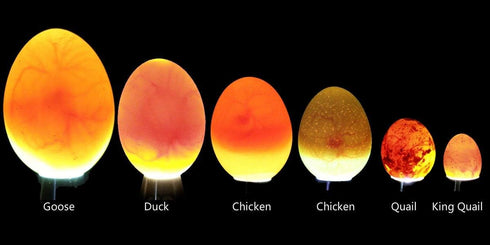 Powerful Professional LED Light Egg Candler Incubator Stainless Steel Tester for All Egg Type, Ultra Bright, Powered
