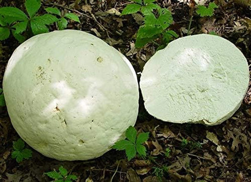 CEMEHA SEEDS Giant Puffball Mushrooms Non GMO for Planting Mycelium Spawn Spores