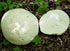CEMEHA SEEDS Giant Puffball Mushrooms Non GMO for Planting Mycelium Spawn Spores