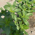 The Rike 4000 Egyptian Spinach Seeds, Corchorus Olitorius Molokhia, Ewedu, Jute, Saluyot Seeds