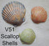 Scott Clark Woolley Scallop Shell Molds - Set of 3