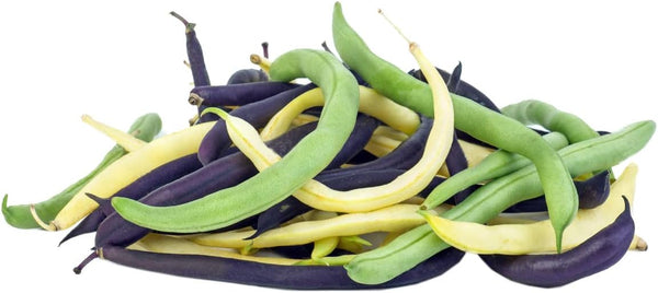 HipGirl Bean Seeds for Planting Vegetables and Fruits. Pole Beans,Bush Beans,Romano Beans.Non GMO