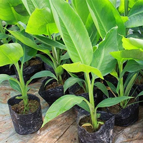 SeedsUA Seeds Indoor Ornamental Banana Tree Fruits for Planting Beatuful Flowers Non GMO