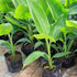 SEEDS4PLANTING Seeds Ornamental Banana Tree Indoor Dwarf Perennial Flowers Non GMO