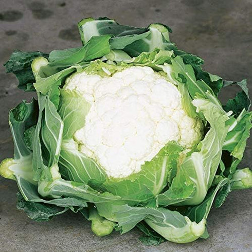 Y,25 Count Cauliflower Seeds- Snowball COOL BEANS N SPROUTS Brand. Home Gardening.