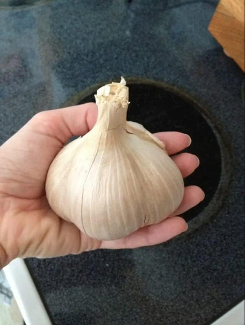 Generic 1 Elephant Garlic Tubers for Fall Planting Outdoors - Pound Garlic - Planting Ornaments Perennial Garden Simple