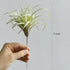 Artificial Air Plants, Faux Succulents Unpotted, Small Tillandsia Look Real in Flocked Green, Premium Crafting DIY