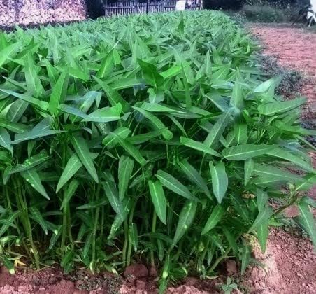 Airplane Chinese Water Spinach/Morning Glory