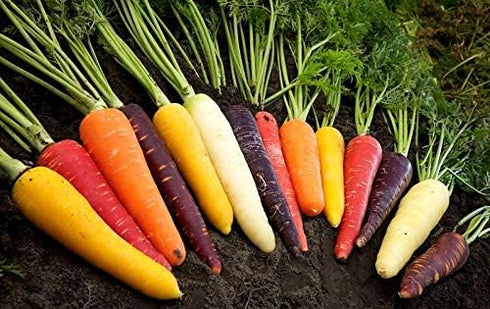 6 80 Carrot Mix of Colorful Varieties About Seeds for Planting