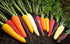 6 80 Carrot Mix of Colorful Varieties About Seeds for Planting