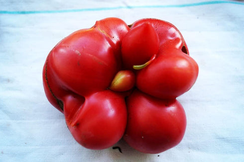 Reisetomate 20 Tomato Travel Voyage Seeds for Planting About Seeds