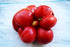 Reisetomate 20 Tomato Travel Voyage Seeds for Planting About Seeds