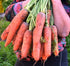 CEMEHA SEEDS 1000 Seeds Giant Red Carrot Sweet Non GMO Vegetable for Planting Seeds