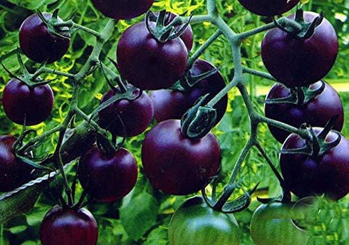 Fertile Ukraine Seeds Seeds Rare Tomato Indigo Rose American Blue Medium Vegetable for Planting Heirloom Non GMO