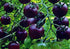 Fertile Ukraine Seeds Seeds Rare Tomato Indigo Rose American Blue Medium Vegetable for Planting Heirloom Non GMO
