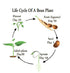 20 Tongue of Fire Bean Seeds - Large Seeds - Bush Bean