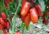 Harley Seeds 30 Italian San Marzano Paste Tomato Seeds, Heirloom Non-GMO, Indeterminate, Open-Pollinated, Productive