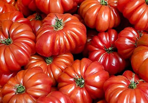 Harley Seeds 30 Costoluto Genovese Pomodoro Tomato Seeds, Heirloom Non-GMO, Low Acid, Indeterminate, Open-Pollinated,