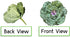Admired By Nature Faux Cabbage Artificial Vegetables, Realistic Fake Food Plant Props for Home & Kitchen Decoration,