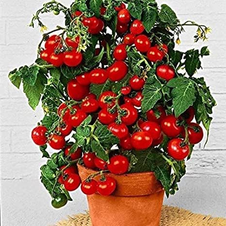 Dwarf Bush Cherry Tomato Seeds for Planting - 100+ Seeds - Amazing