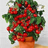 Dwarf Bush Cherry Tomato Seeds for Planting - 100+ Seeds - Amazing