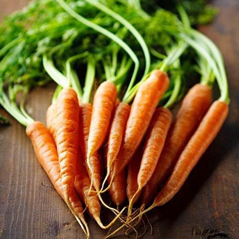 58 1.5g 91% Gaea's Blessing Seeds - Carrot Seeds - Imperator Non-GMO Seeds with Easy to Follow Planting Instructions