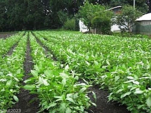 wbut2023 1000 Summer Jute Seeds, Egyptian Spinach, Saluyot, Molokhia, Plant Spring or !