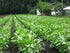 wbut2023 1000 Summer Jute Seeds, Egyptian Spinach, Saluyot, Molokhia, Plant Spring or !