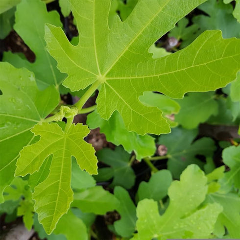 (4 Pack) Fig Tree Collection Edible Fruit Plant from Our Optimal Picks | Easy to Grow Plants for Sustainable Living |