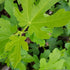 (4 Pack) Fig Tree Collection Edible Fruit Plant from Our Optimal Picks | Easy to Grow Plants for Sustainable Living |