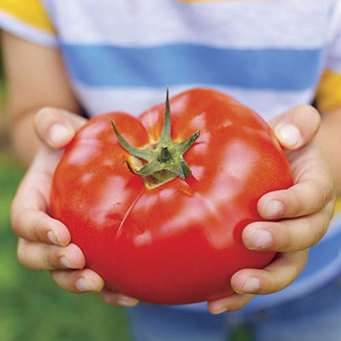 Park Seed Variety of Tomato Seeds, Planting Vegetables, Easy to Grow, Non-GMO,