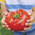 Park Seed Variety of Tomato Seeds, Planting Vegetables, Easy to Grow, Non-GMO,