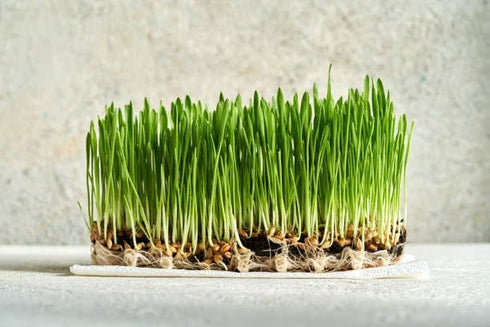 Oat Seeds Magic Grow 1 Lb (3000+ Oat Seeds Seeds)- Cat,Dog,Pets- Oat Grass Seeds