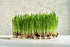 Oat Seeds Magic Grow 1 Lb (3000+ Oat Seeds Seeds)- Cat,Dog,Pets- Oat Grass Seeds