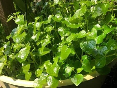 The Lucky Stars 5000 Crab Claw Seeds - Rau Cang Cua - Herb Peperomia Pellucida Pansit Pansitan Shiny Bush | Non GMO |