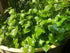The Lucky Stars 5000 Crab Claw Seeds - Rau Cang Cua - Herb Peperomia Pellucida Pansit Pansitan Shiny Bush | Non GMO |