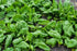 500 Bloomsdale Spinach Seeds - Heirloom Non-GMO USA Grown - for Use Indoors, Outdoors, or with Hydroponics by RDR Seeds