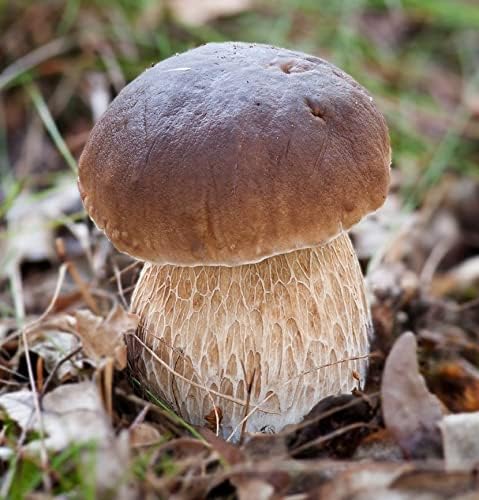 SeedsUP 100+ Porcini Mushrooms Boletus Mycelium Spawn Spores - Mushroom Brown
