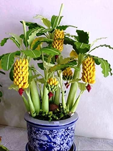 KIRA SEEDS Seeds Banana Tree - Ornamental Annual Flowers for Planting - GMO Free