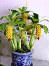 KIRA SEEDS Seeds Banana Tree - Ornamental Annual Flowers for Planting - GMO Free