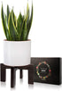 5-15 Inch Gendral Forwepup Plant Stand Indoor Outdoor, Mid Century Plant Stand for Indoor Plants, Wood Modern Plant